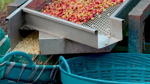 Coffee bean peeling machine with water, Fresh coffee beans milling in machine Stock Footage 144592093