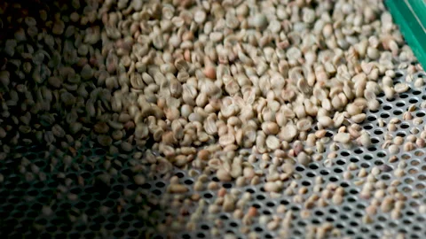 Coffee bean peeling machine with water, Fresh coffee beans milling in machine Stock Footage 144805559