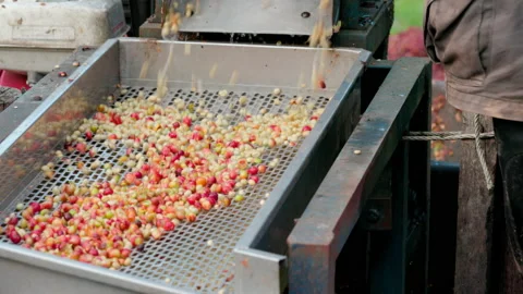 Coffee bean peeling machine with water, Fresh coffee beans Stock Footage 145633221