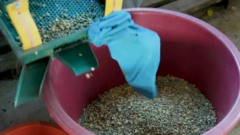 Coffee bean peeling machine with water, Fresh coffee beans Stock Footage 301169073