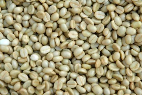 Coffee bean 写真素材