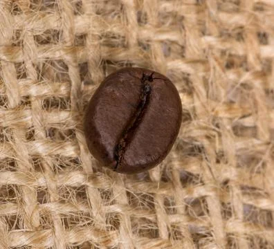Coffee bean Stock Photos