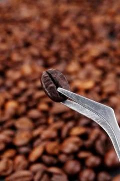 Coffee bean Stock-Fotos