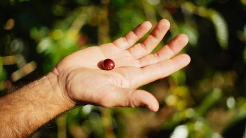 Coffee Bean Stock Photos