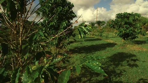 Coffee Bean Plant in Field Stock Footage 104925988