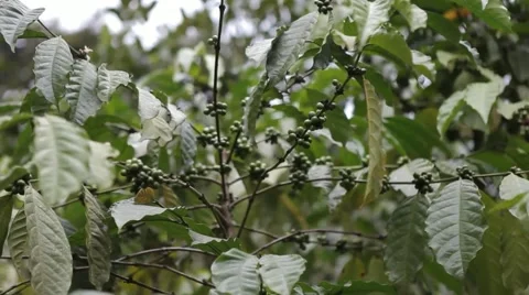 Coffee Bean Plant Stock Footage 54377516