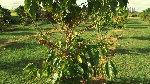 Coffee Bean Plant Stock Footage 104925984