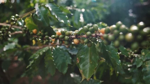 Coffee Bean Plant Stock Footage 123868340