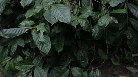 Coffee Bean Plant1 Stock Footage 54376827