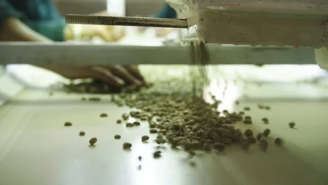 Coffee bean processing - raw green coffee beans Stock Footage 105927465