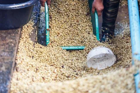 Coffee bean raw Stock Photos