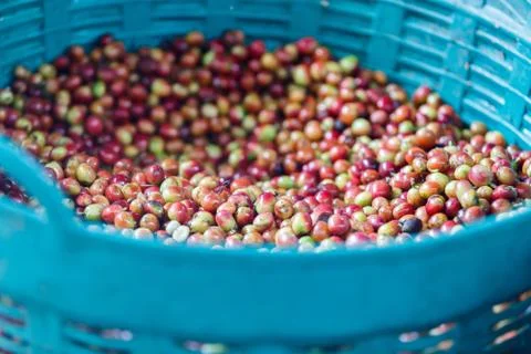Coffee bean raw Stock Photos