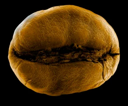 Coffee bean, scanning electron microscopy Foto stock