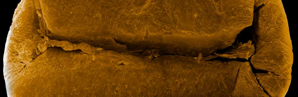 Coffee bean, scanning electron microscopy Stock Photos