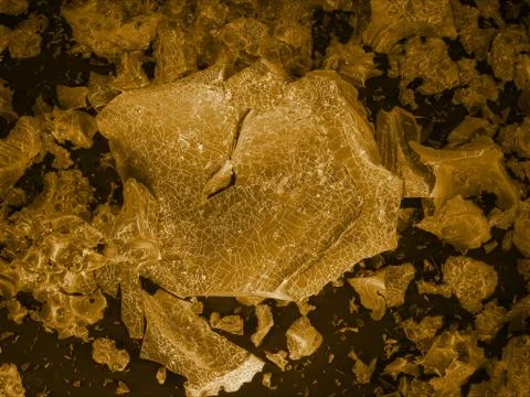 Coffee bean, scanning electron microscopy Stock Photos