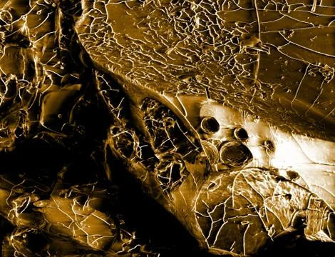 Coffee bean, scanning electron microscopy Stock Photos