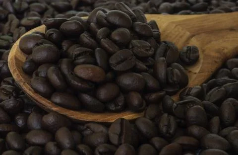 Coffee bean seed. 写真素材