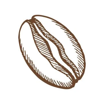 Coffee Bean Sketch Icon Stock Illustration