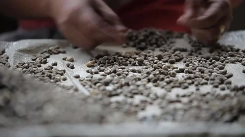 Coffee bean sorting with hand at coffee sorting facilty Stock Footage 162823246