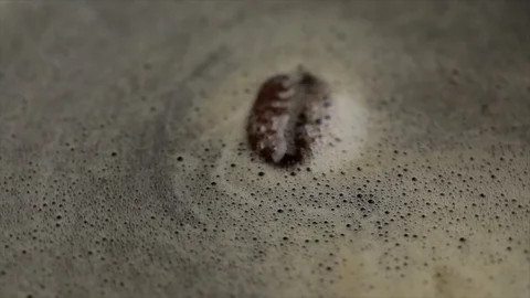 Coffee Bean Swims in a Circle in Coffee Closeup Stock Footage 99163309