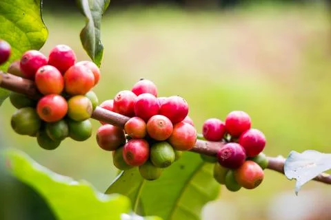 Coffee bean on tree nature background Stock Photos