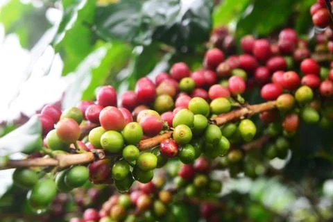 Coffee bean on tree Stock Photos