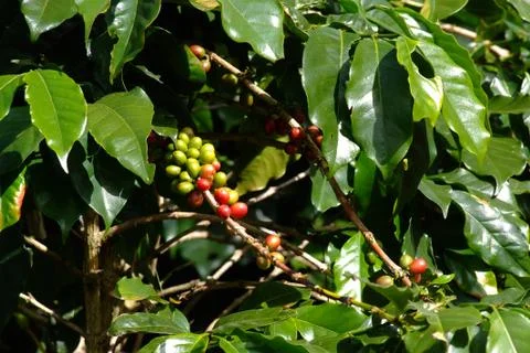 Coffee bean on tree 库存照片