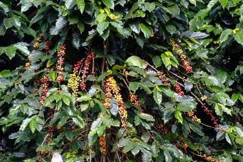 Coffee bean on tree Stock Photos
