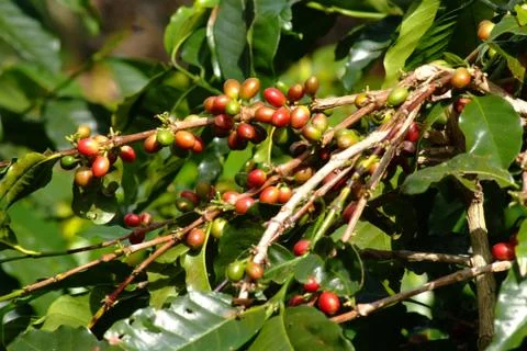 Coffee bean on tree Foto stock