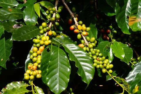 Coffee bean on tree Stock Photos
