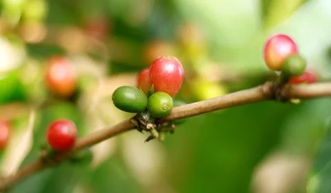 Coffee bean on tree Stock Photos