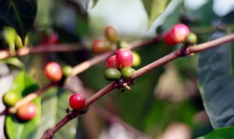 Coffee bean on tree Stock Photos