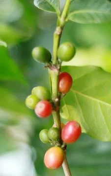 Coffee bean on tree Stock Photos