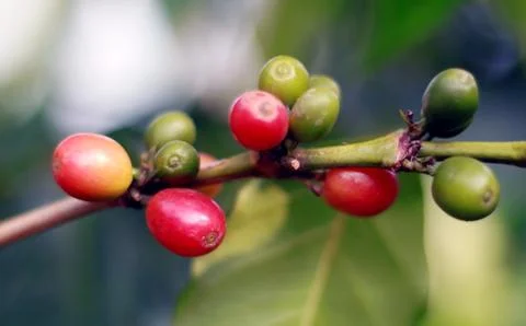 Coffee bean on tree Foto stock