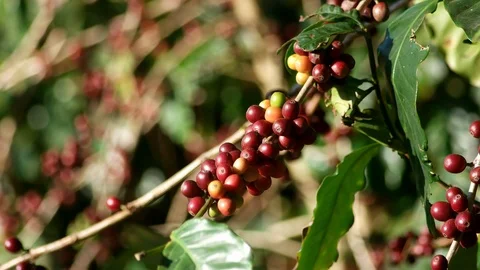Coffee Bean1 Stock Footage 102226388