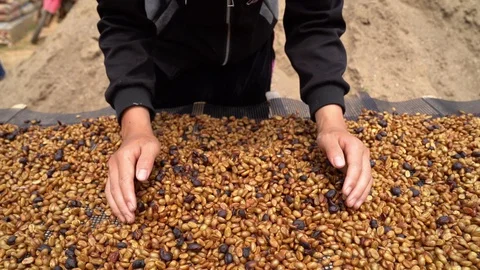 Coffee bean1 Video stock 130044305