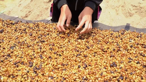 Coffee bean2 Video stock 130044993