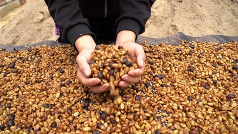 Coffee bean3 Video stock 130044203