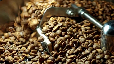 Coffee beans after roasting are mixed on the cooling plate. Stock Footage 310846223
