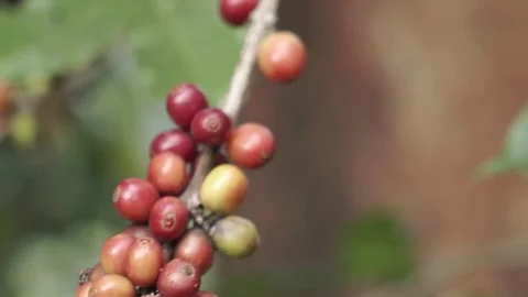 Coffee beans almost riped Video stock 129826356