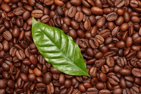 Coffee beans and coffee leaf Stock Photos