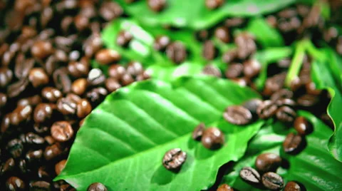 Coffee beans and coffee tree branch. coffee beans fall. Full HD 1080p Vídeo Stock 55802129