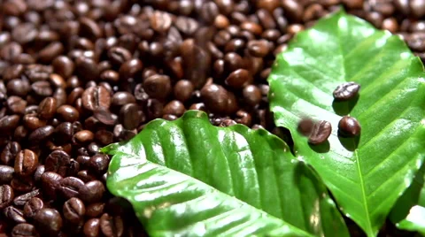 Coffee beans and coffee tree branch. coffee beans fall. Full HD 1080p Video stock 55802352