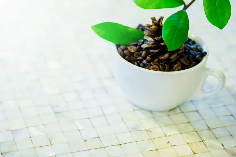 Coffee beans and green leafs in a white cup on a table Stock Photos
