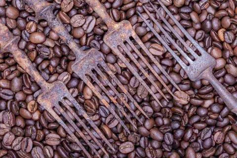 Coffee beans and old rusty forks abstract still life Stock Photos