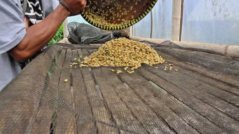Coffee beans are being dried or dried in the sun Stock Footage 293167631