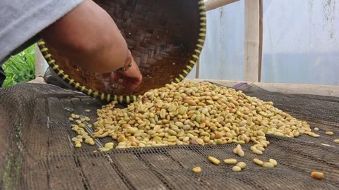 Coffee beans are being removed from the filter to be dried Stock Footage 293167628