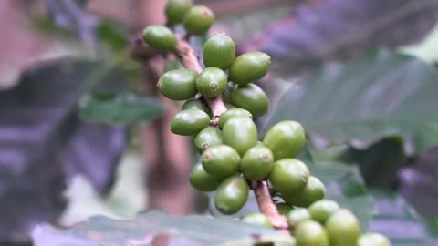 Coffee beans are in the coffee tree. Stock Footage 120692254