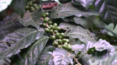 Coffee beans are in the coffee tree. Stock Footage 120692353
