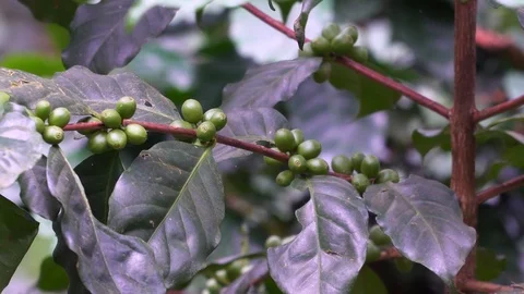 Coffee beans are in the coffee tree. Stock Footage 120692369